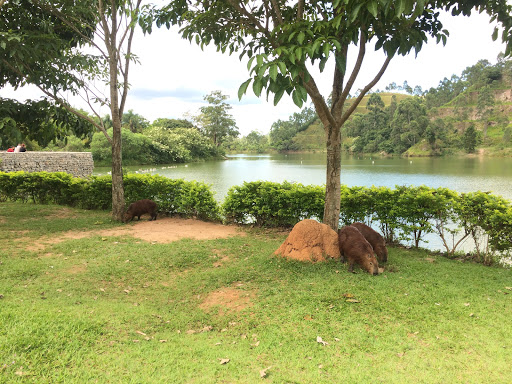 Parque Rizo Próximo a Embu Das Artes